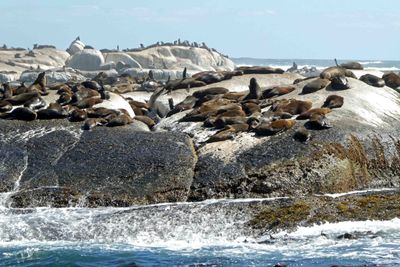 Cape Fur Seals the only seal species that is truly native to South Africa.JPG