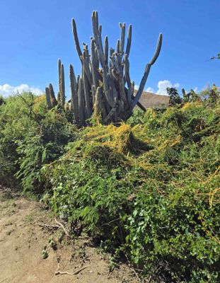 Royen's tree cactus is also known as Dildo Cactus