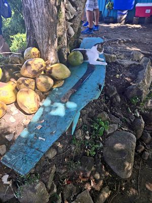 Coconuts, Machete, and Cat at the top of the Tet Paul Nature Trail in St. Lucia