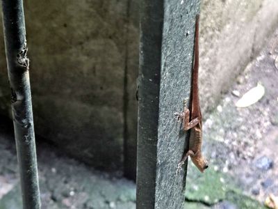 Anole Lizard next to Bill at lunch in St. Lucia