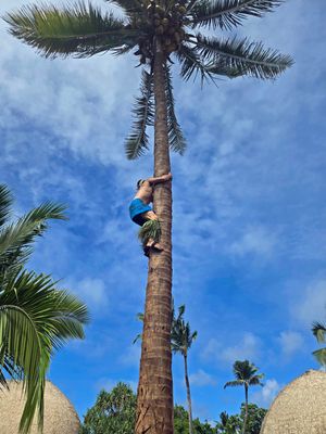 Coconut tree climbing demonstration in Samoan village of Polynesian Cultural Center