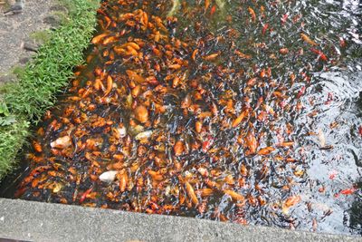 KOI at Byodo-In Temple on Oahu, Hawaii