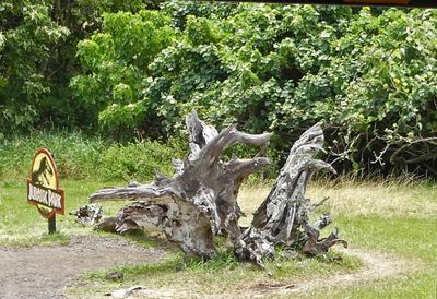 The iconic 'log' from the first Jurassic Park movie, where Alan Grant and the children hide from the Gallimimus stampede