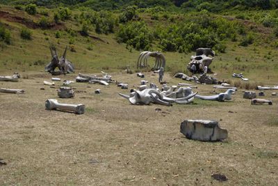 Boneyard on Kualoa Ranch used in filming Jurassic World and Kong Skull Island