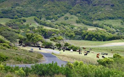 In addition to movie and tv productions, Kuoloa is still a working ranch with over 500 head of cattle