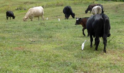 Cattle and Cattle Egrets at Kualoa Ranch