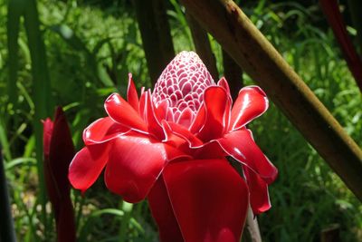Red Torch Ginger in Maui Rainforest