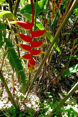 Heliconia Rostrata, also known as hanging lobster claw or false bird of paradise