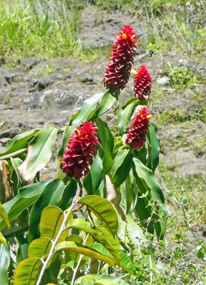 Indian head ginger has an edible yellow flower which we ate