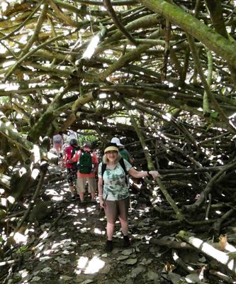 Wlaking through a tangle of roots and branches on the way to the larger of the Twin Falls in Maui