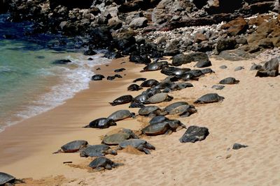 Green Sea Turtles are a protected species on the island of Maui