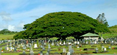 Laarge Monkeypod tree in cemetery outside Hillon on the Big Island of Hawaii