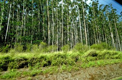 One of many Eucalyptus farms on the Big Island of Hawaii