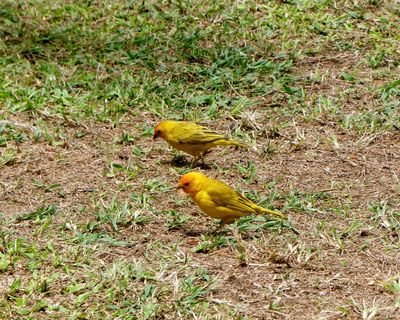 Orange-fronted yellow finches at  Laupahoehoe Point Beach Park
