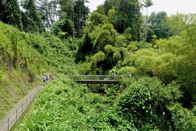 Trail to Akaka Falls lookout point on the Hilo side of the Big Island of Hawaii