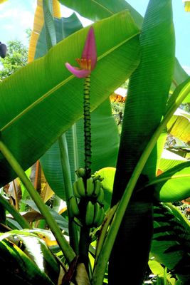 Flowering Banana (Musa ornata) along the trail to Akaka Falls Lookout on the Big Island of Hawaii