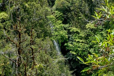 Kahuna Falls is just visible through the trees on Akaka Falls Lookout Trail