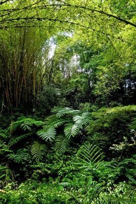 Walking through the Akaka Falls Rainforest on the Big Island of Hawaii