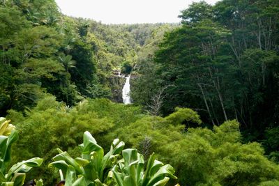 View of the top of Akaka Falls from our picnic table at lunch