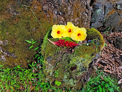 Offerings left at the Rainbow Falls Lookout in Hilo, Hawaii