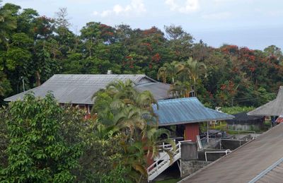 Kona Coffee Farm