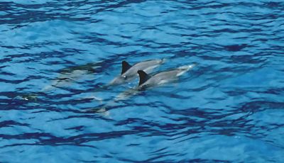 Dolphins in  Kealakekua Bay, Big Island of Hawaii