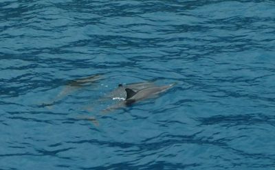 Dolphins