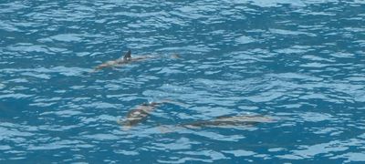 More Dolphins