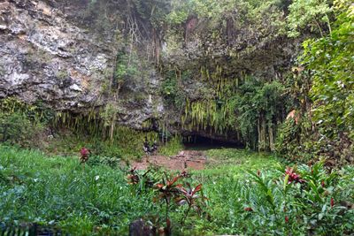 Fern Grotto ia a geological wonder of Kauai where ferns grow upside down from the roof of the grotto