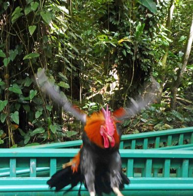 I thought this rooster at the Fern Grotto was attacking