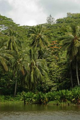 Lush foliage along the Wailua River in Kauai
