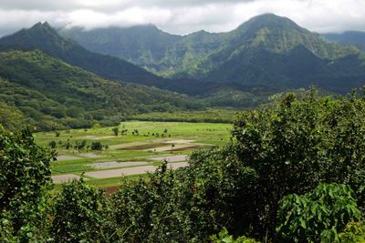 Area of Hanalei Valley is sometimes called Little Vietnam because of its rice paddies