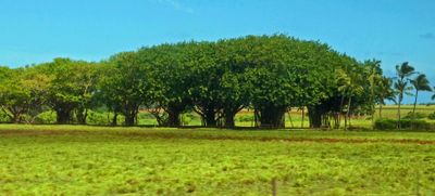 Banyan trees that have combined to form one large tree