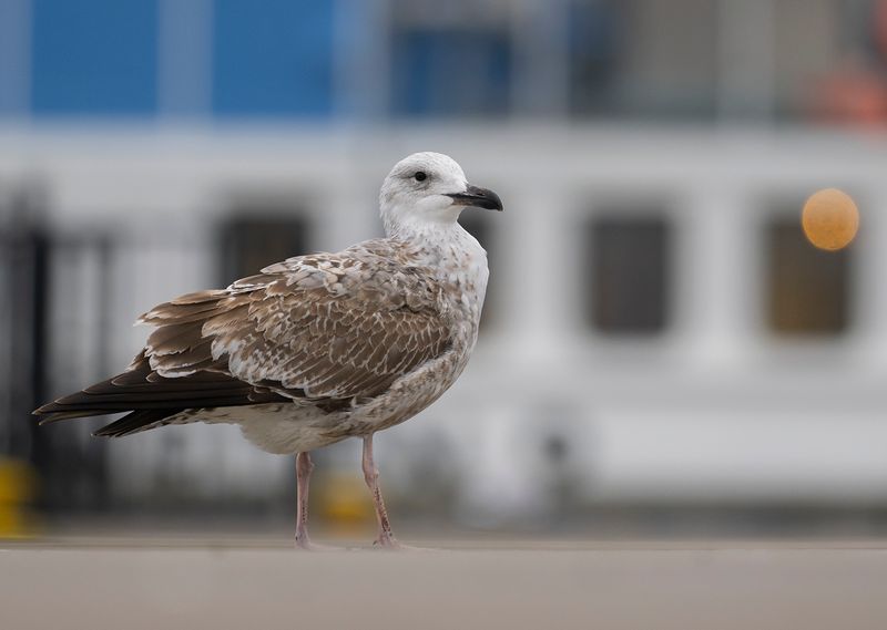 Skeppsbron 2022-11-11