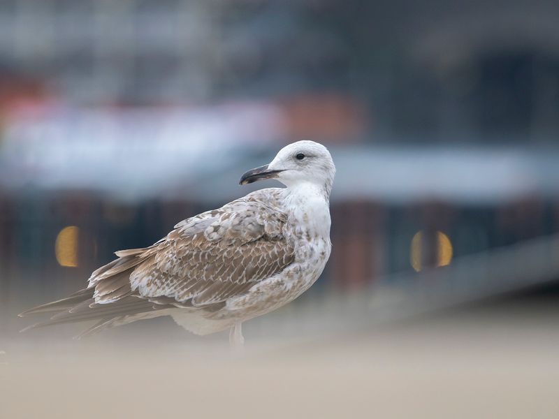 Skeppsbron 2022-11-11
