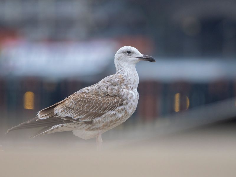 Skeppsbron 2022-11-11