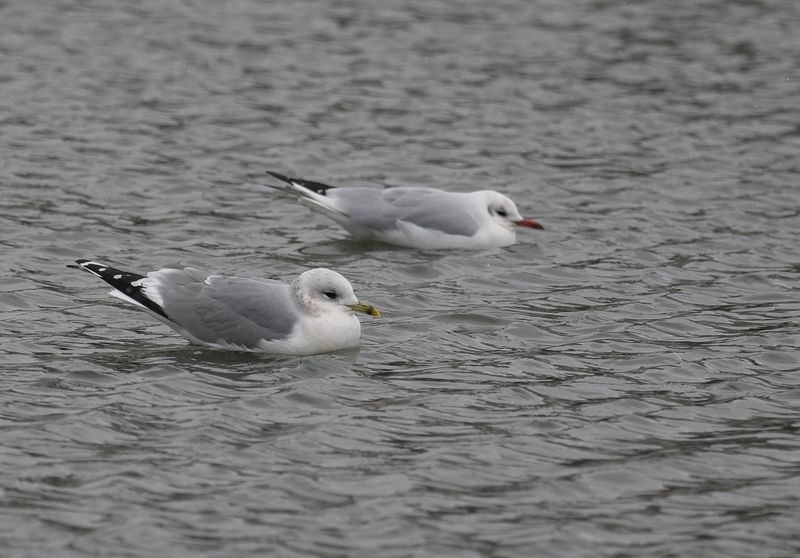 fiskmås Tanto