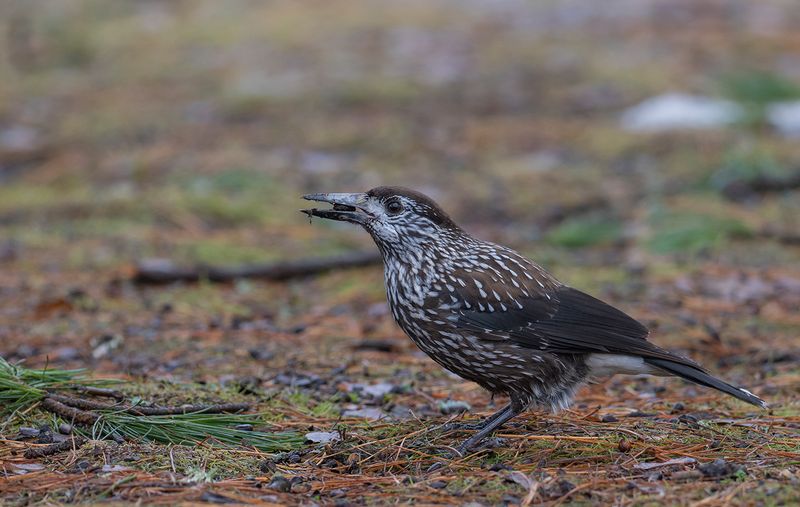 smalnäbbad nötkråka Triangelparken Enskede