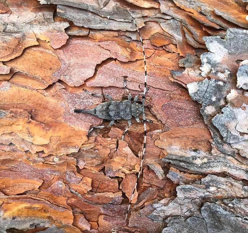 Gotska Sandön 24-27:e maj 2019
