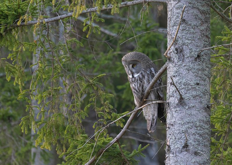 Lappuggla Värmdö