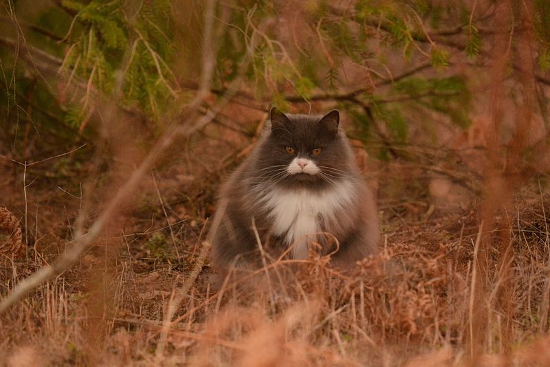 katt Värmland : 2021-03-27