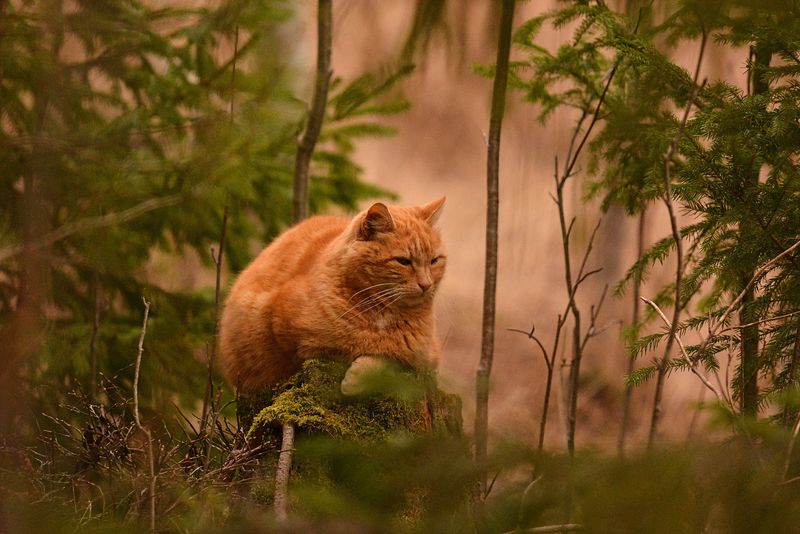 katten Turbo Värmland : 2021-03-28