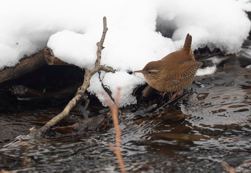 Gärdsmyg Nacka Ström