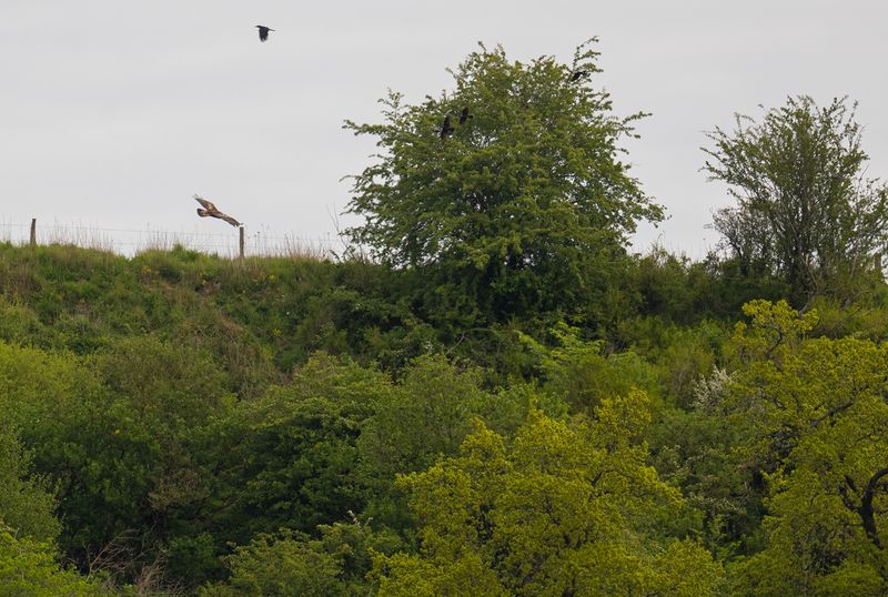 kungsörn Fyledalen.jpg