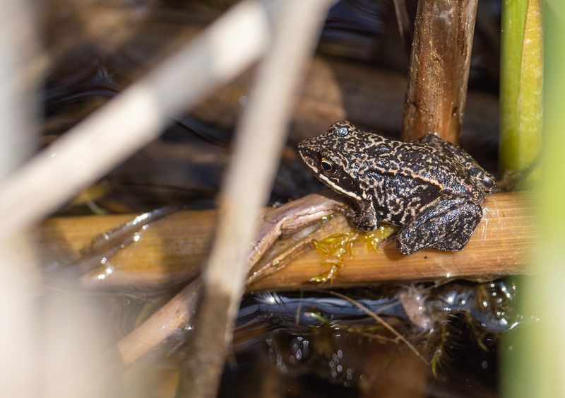 kergroda - frgform nigromaculata - panterflckig leopardmnstrad Herculesdammarna