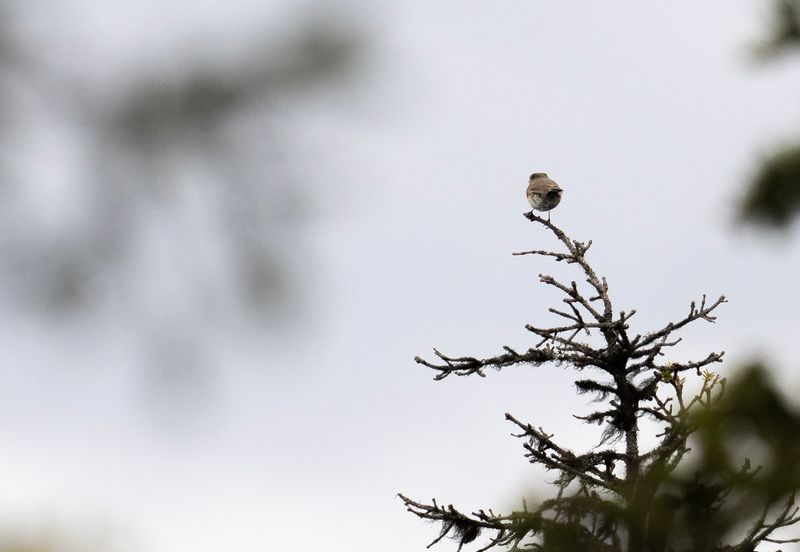 tajgablåstjärt Laurivaara V Masugnsbyn - Torne lappmark