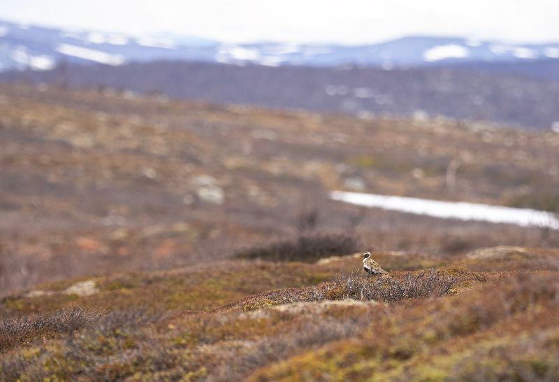 ljungpipare Tavvajaure