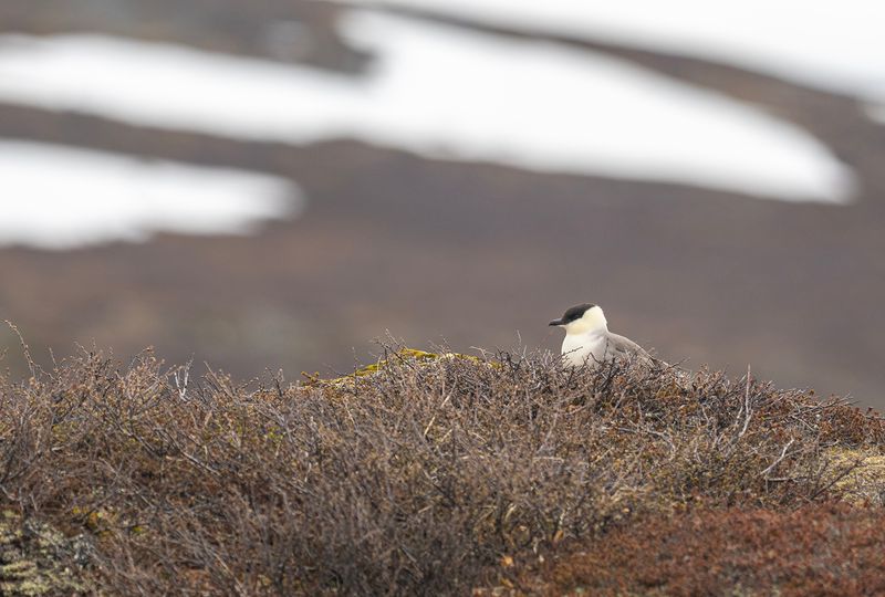 fjällabb Tavvajaure