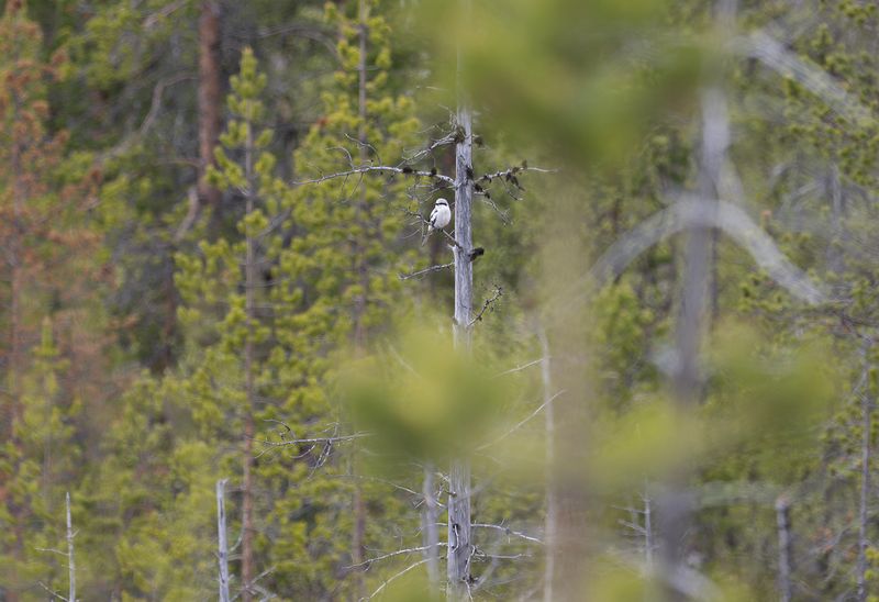 varfågel Sattajärvi