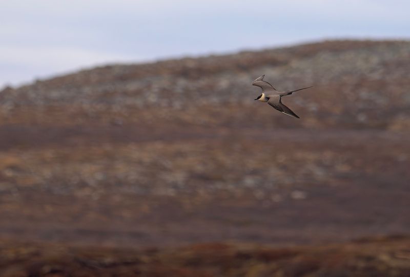 fjällabb Tavvajaure